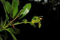 Cuban zinnia (Zonanthus cubensis)