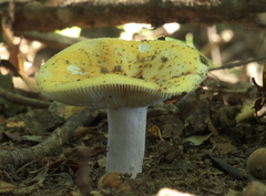 Russula ochroleucoides