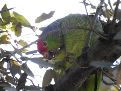 Amazona viridigenalis