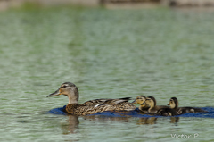 Anas platyrhynchos