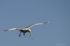 Larus argentatus