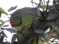 Amazona viridigenalis