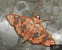 Glyphodes canthusalis