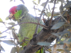 Amazona viridigenalis