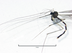 Phthinia longiventris