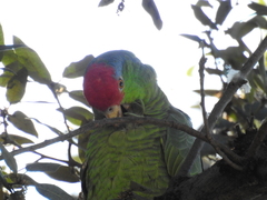 Amazona viridigenalis