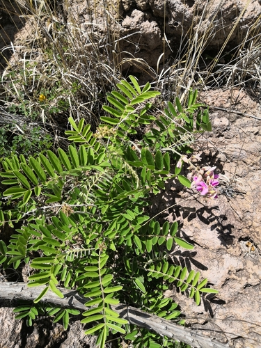 Nicaragua Hoarypea (Tephrosia nicaraguensis)