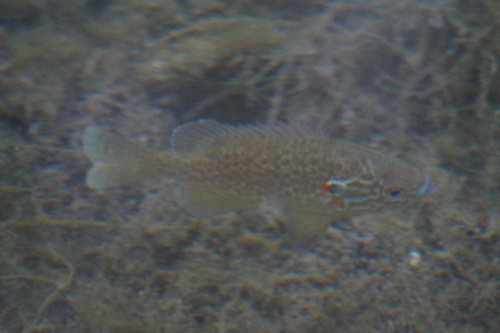 Lepomis gibbosus