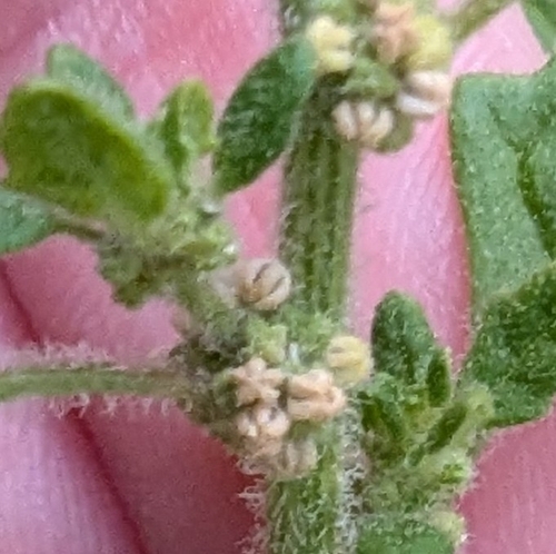 Dysphania pumilio