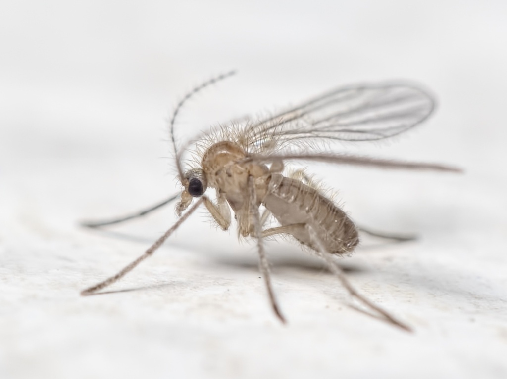 Nematoceran Flies