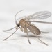 Mosquitos e Melgas - Photo (c) Pierre Bornand, alguns direitos reservados (CC BY-NC)