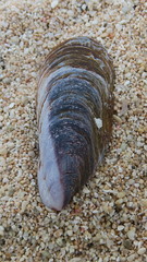 Modiolus philippinarum