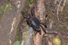 Potamonautini