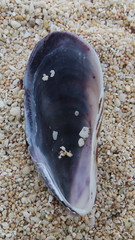 Modiolus philippinarum