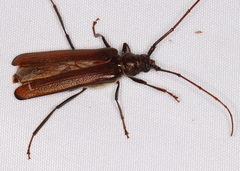 Xystrocera virescens