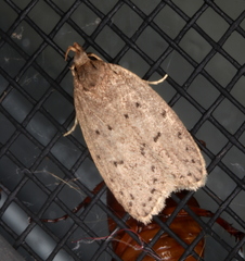 Brachynemata restricta