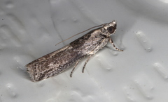 Sciota melanostyla