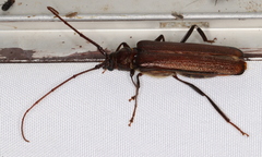 Xystrocera virescens