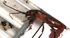 Xystrocera virescens