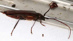 Xystrocera virescens