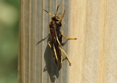 Polistes comanchus navajoe