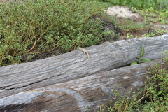 Sceloporus cozumelae