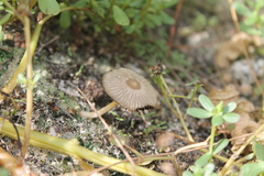 Coprinellus arenicola
