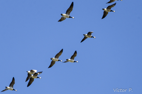 Barnacla cariblanca (Branta leucopsis)