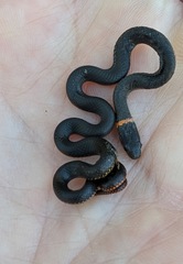 Diadophis punctatus similis