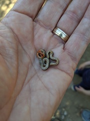 Diadophis punctatus similis