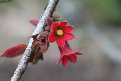 Brachychiton bidwillii