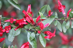 Graptophyllum excelsum