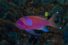 Pseudanthias pleurotaenia