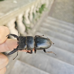 中华扁锹甲