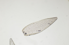 Sphagnum angustifolium