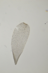 Sphagnum angustifolium