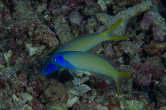 Hoplolatilus starcki