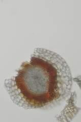 Sphagnum angustifolium