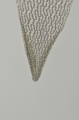 Sphagnum angustifolium