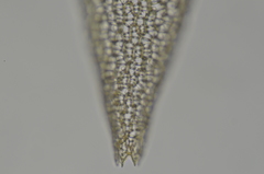 Sphagnum angustifolium