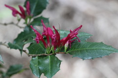 Graptophyllum ilicifolium