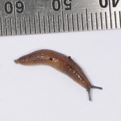 Pallifera dorsalis