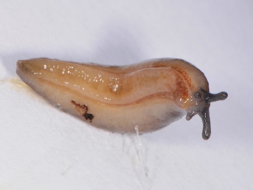 Pale Mantleslug