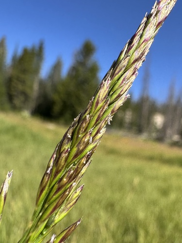 Graphephorum wolfii observed 2025-08-03