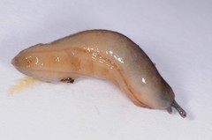 Pallifera dorsalis