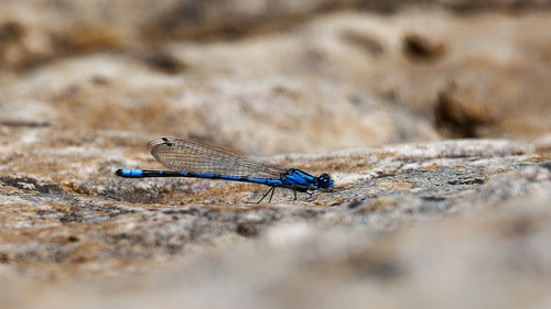 Northern Bluet photo 5