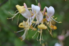 Lonicera periclymenum