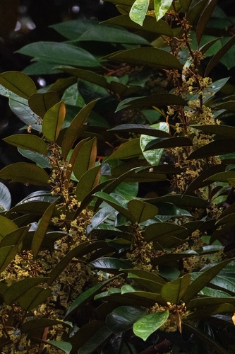 Chrysophyllum cainito - Whole tree