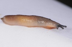Pallifera dorsalis