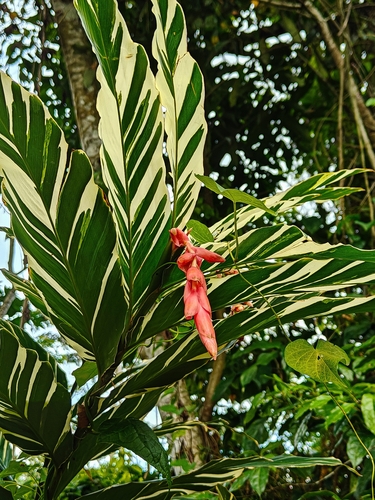 Alpinia vittata observed 2025-05-04
